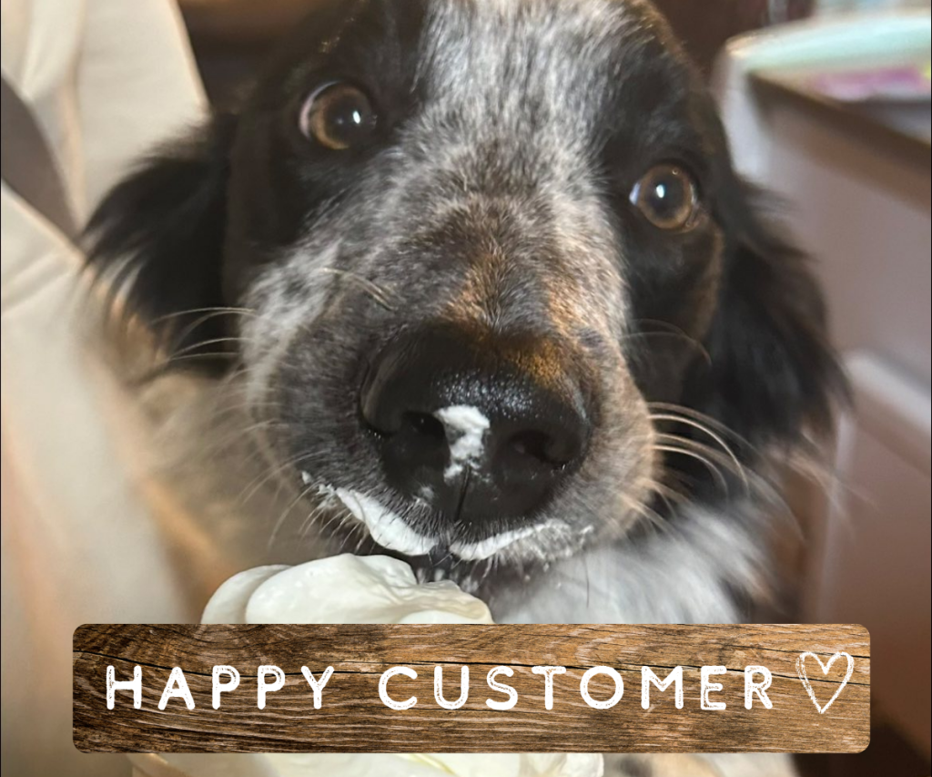 Close up of a dog at our dog friendly cafe in Todmorden