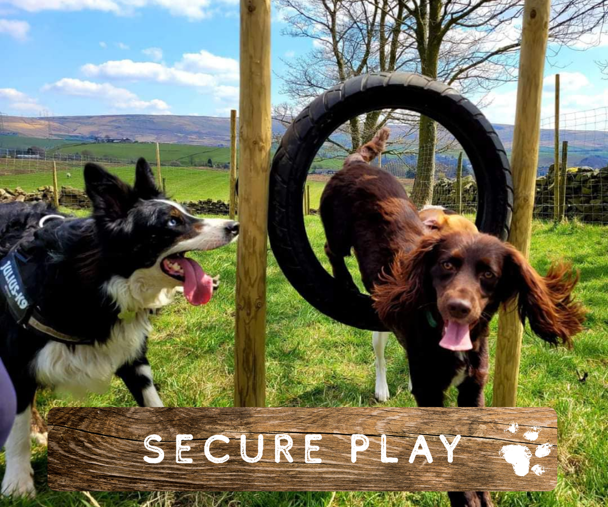 Secure outdoor play area for dogs at our doggy daycare in Rochdale