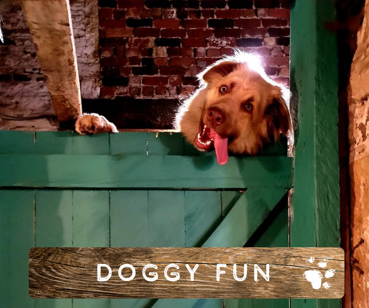 Rochdale doggy daycare with a safe play space