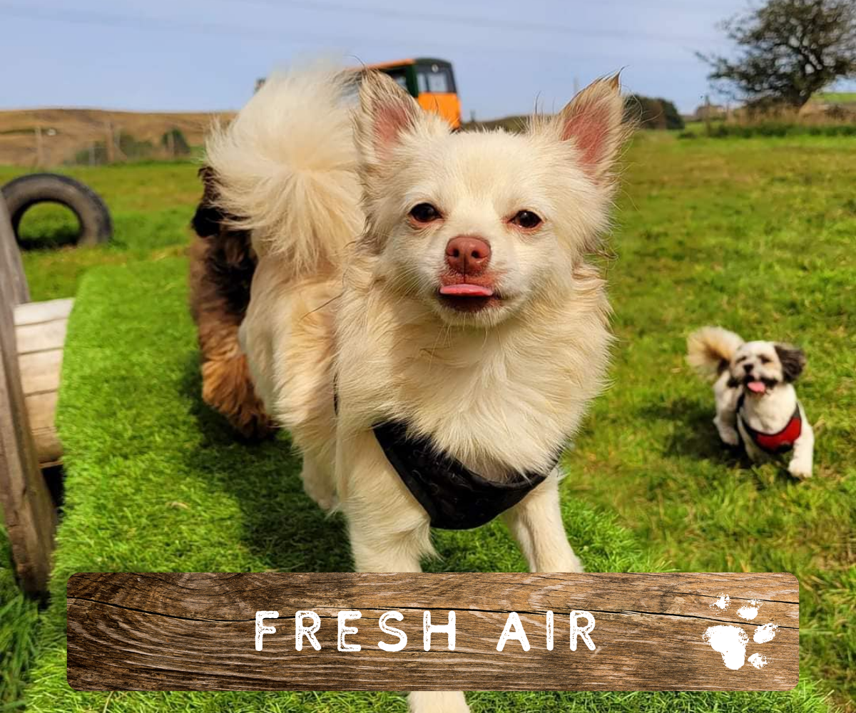 Dogs enjoying fresh air in the outdoor space at our doggy daycare in Newhey Rochdale