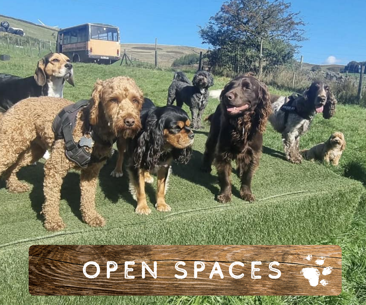 Fresh air and outdoor play for dogs at our daycare in Newhey Rochdale