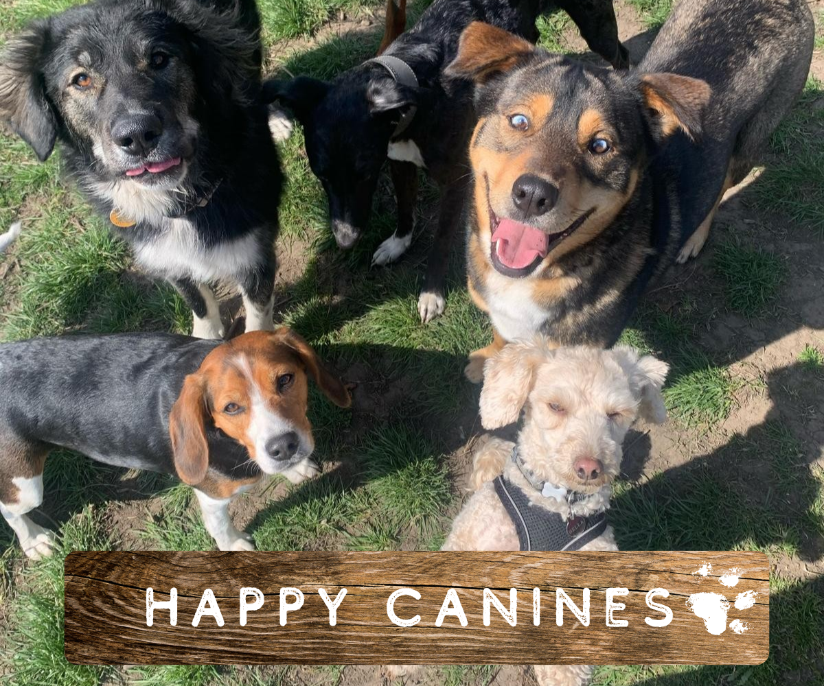 Dogs enjoying a secure outdoor play area at our doggy daycare in Rochdale