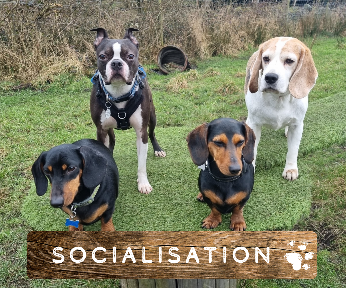 Safe outdoor space for dogs at our doggy daycare in Rochdale