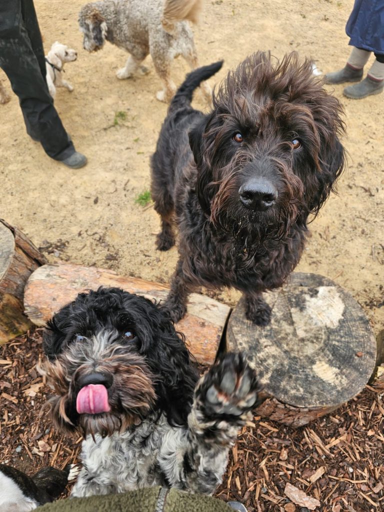 Doggy Daycare Rochdale