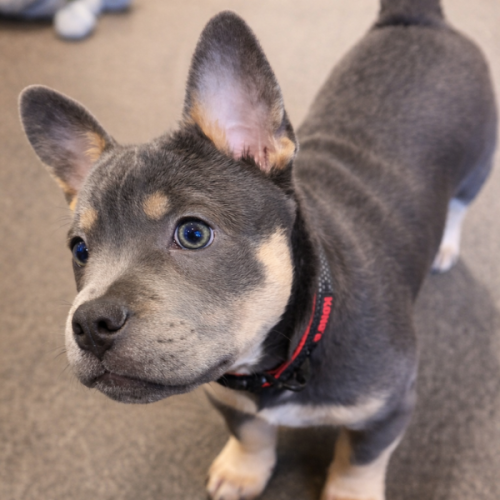 Dog enjoying a treat at our natural dog food and treats shop
