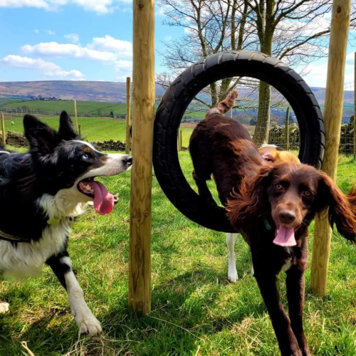 Dogs having fun at daycare in Rochdale