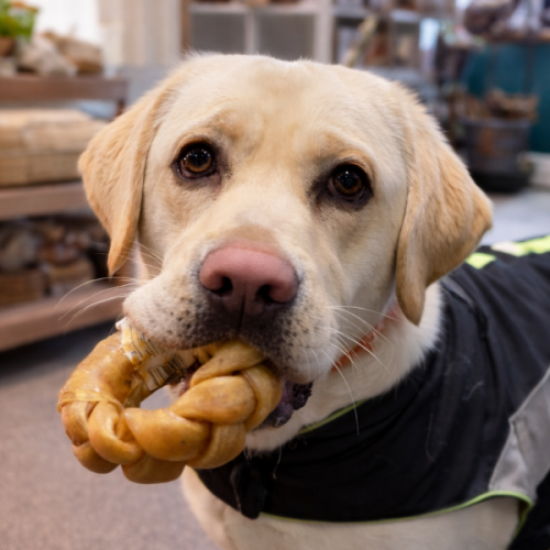 Happy dog enjoying a natural treat at our shop