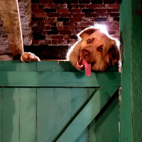 Funny dog at our doggy daycare in Rochdale