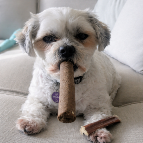 Friendly dog enjoying a treat at our natural pet shop