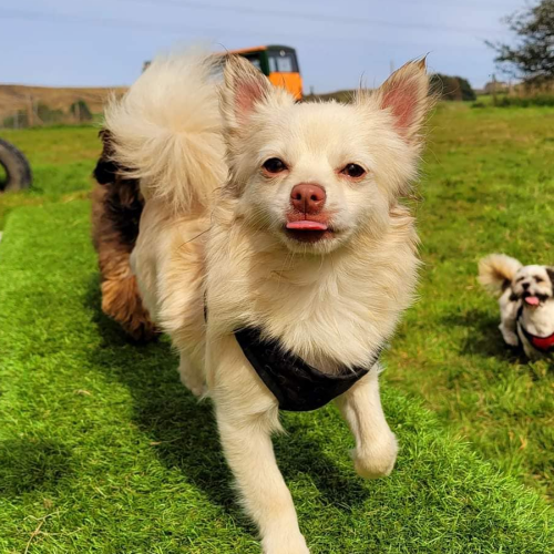 Outdoor Doggy Daycare based in Newhey, Rochdale