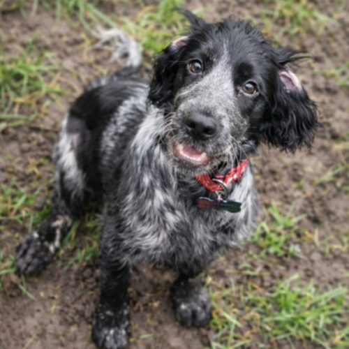 Doggy Day Care with outdoor space in Rochdale
