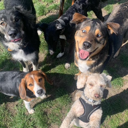 Dogs enjoying group play at our Rochdale daycare