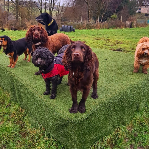 Outdoor playtime for dogs at a daycare centre in Rochdale