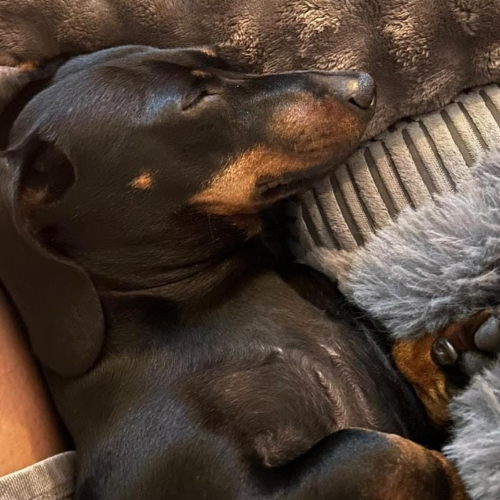 Tired Dog after a busy fun day at Doggy Daycare in Rochdale
