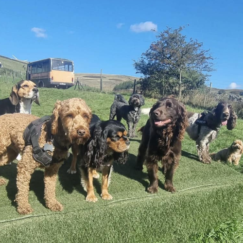 Dogs mixing safely at our daycare in Rochdale