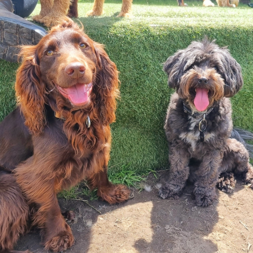 Safe and friendly daycare for dogs in Rochdale
