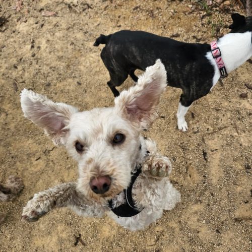 Doggy Daycare Rochdale