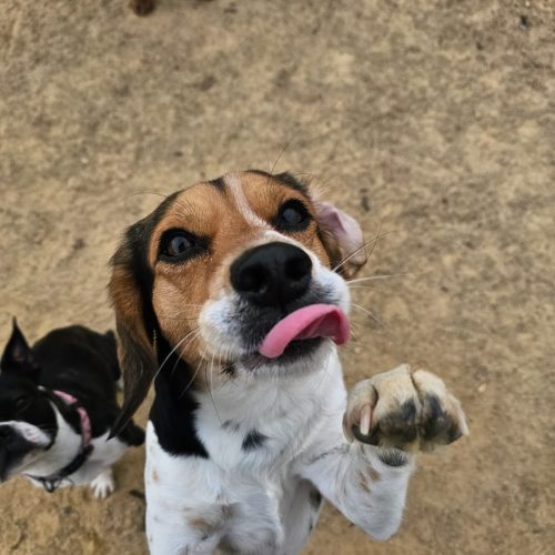 Doggy daycare fun based in Rochdale