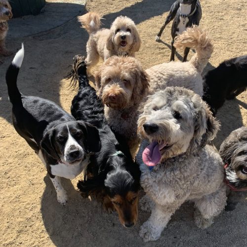 Best Doggy Daycare Newhey Rochdale