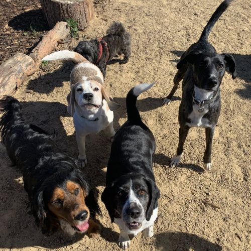 Group of dogs having fun at Doggy daycare Rochdale