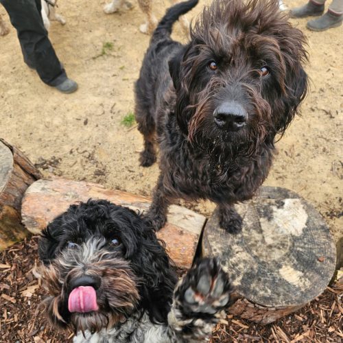 Doggy Daycare Rochdale