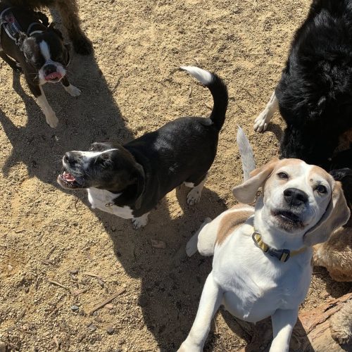 Doggy Daycare based in Newhey, Rochdale