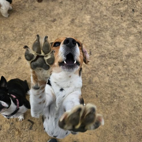 Fun Doggy Daycare in Rochdale