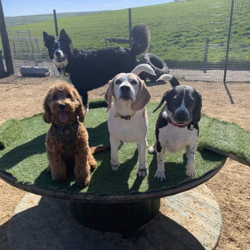 Doggy Daycare Newhey Rochdale