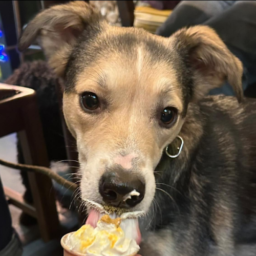 Happy dog at our dog friendly cafe in Todmorden