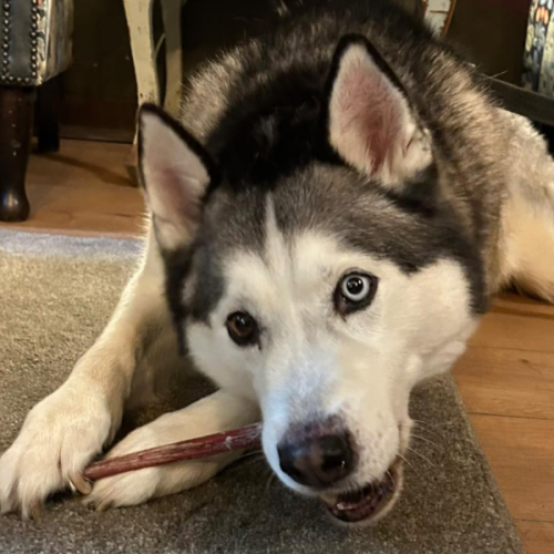 Dog enjoying time at our dog friendly cafe in Todmorden
