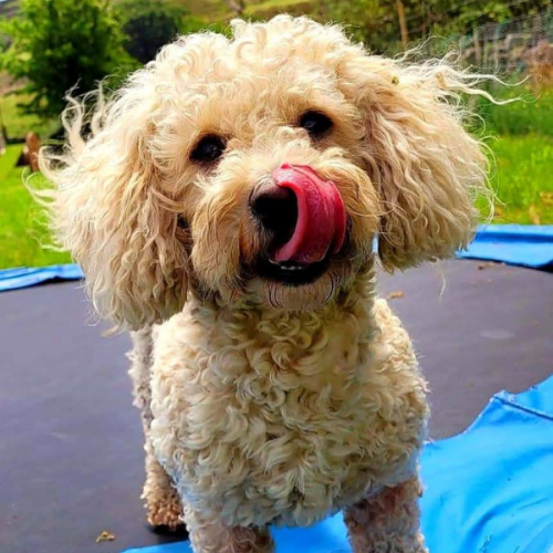 Doggy Daycare in Rochdale