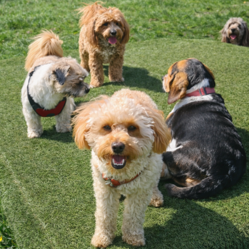 Happy dogs playing together at our Rochdale doggy daycare.