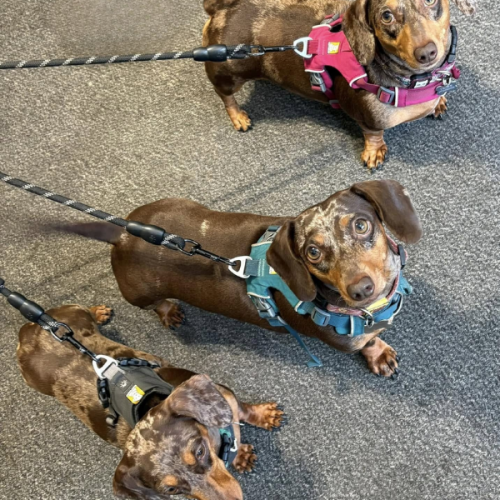 Happy Customers looking for doggy treats