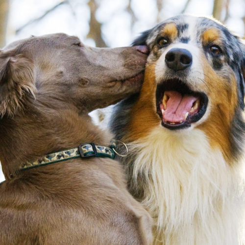 Dogs playing together at our doggy daycare in Rochdale