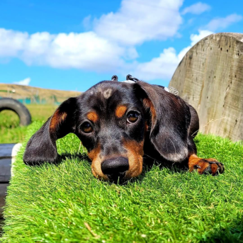 Rochdale daycare setting for happy dogs